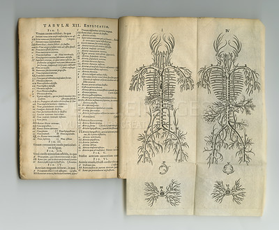 Buy stock photo Antique medical book, biology sketch and health study of vein anatomy, healing process drawing or learning information. Latin journal text, medicine science and old ancient diagram of nervous system