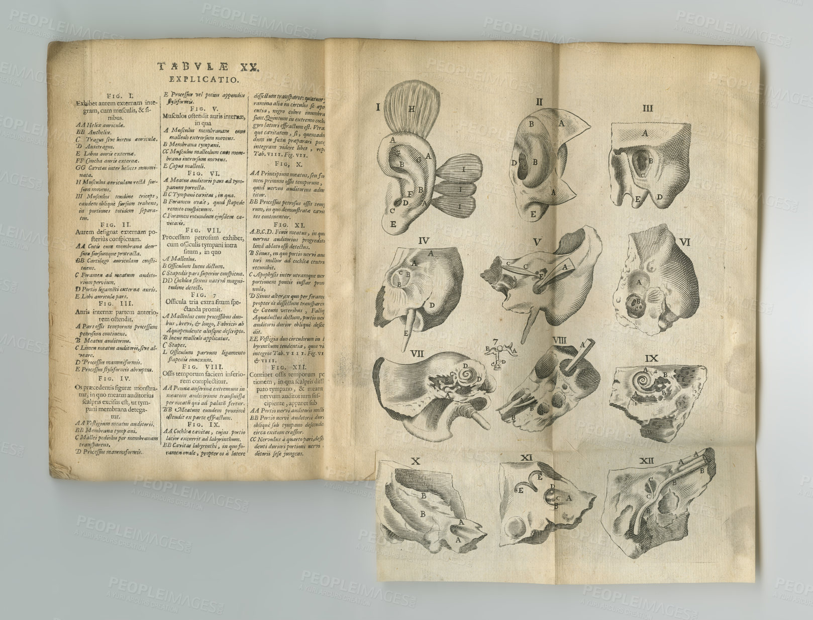 Buy stock photo Old book, vintage and anatomy study of the ear, hearing or body parts in latin literature, manuscript or ancient scripture against a studio background. Historical novel, journal or illustrations