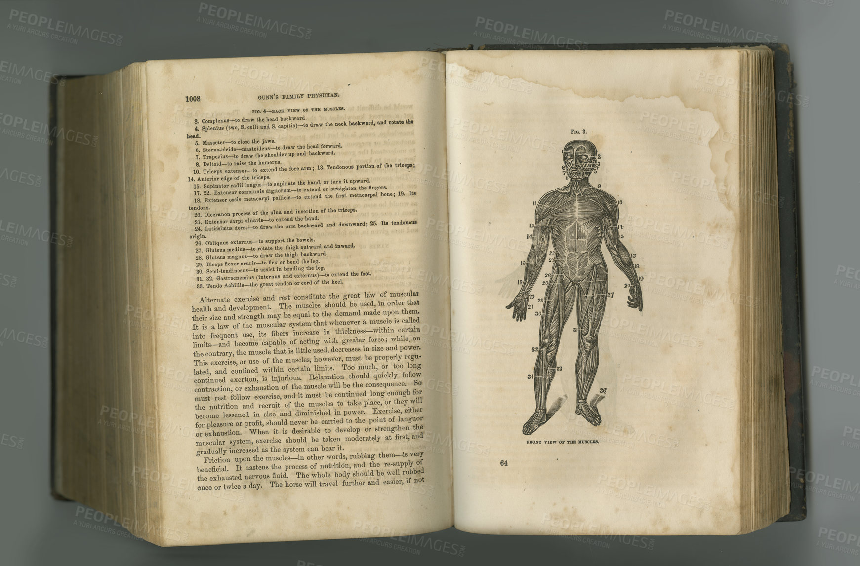 Buy stock photo Old book, vintage and anatomy of human muscle or body in literature, manuscript or ancient scripture against a studio background. History novel, journal or medical figure for the study of flesh