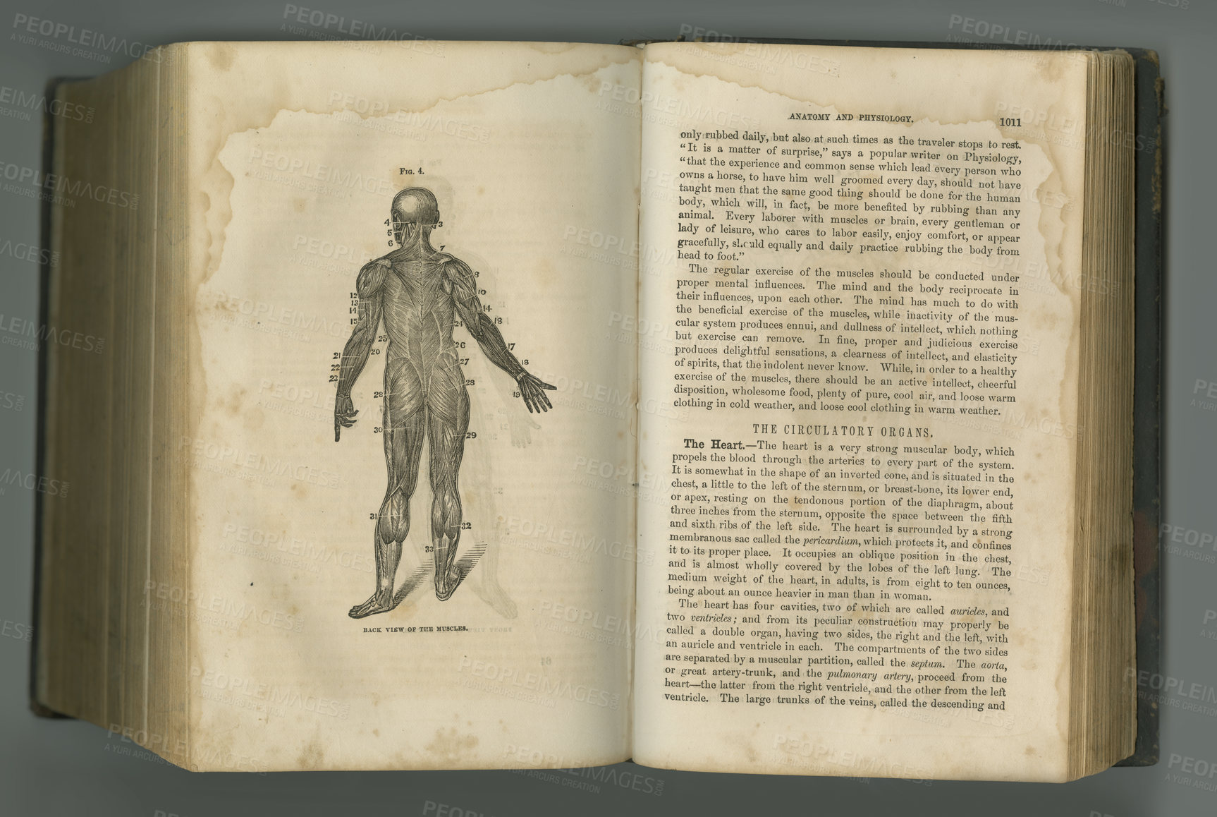 Buy stock photo Old book, vintage and anatomy of human body in literature, manuscript or ancient scripture against a studio background. History novel, journal or figure for the study of muscle, medicine or organs