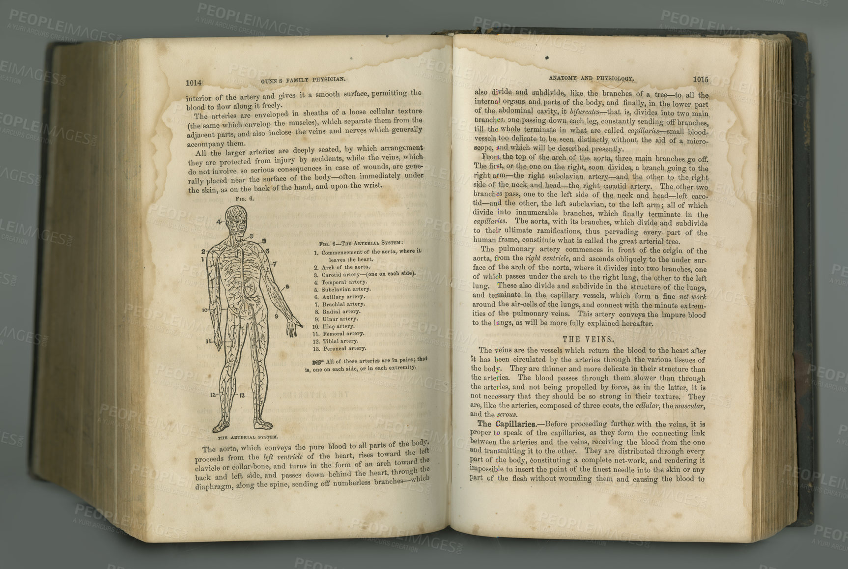 Buy stock photo Old book, vintage and anatomy of human body, veins or muscles in literature, manuscript or ancient scripture against a studio background. History novel, journal or illustration of study or research
