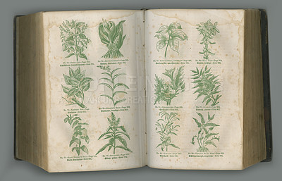 Buy stock photo Old book, plants and herbs in literature for biology, medical study or ancient vintage pages against studio background. Historical novel, botanical journal or paper of natural medieval remedy