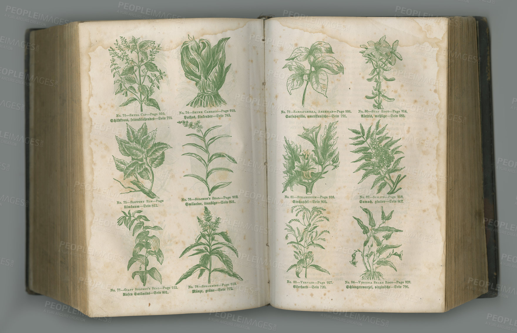 Buy stock photo Old book, plants and herbs in literature for biology, medical study or ancient vintage pages against studio background. Historical novel, botanical journal or paper of natural medieval remedy