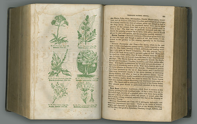 Buy stock photo Old book, plants and vintage herbs in literature for medical study, biology or ancient pages against studio background. Historical novel, botanical journal or research of natural medieval remedy