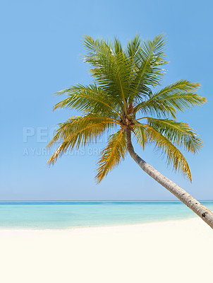 Buy stock photo Landscape, ocean and beach with palm tree in summer, mockup space and blue sky background by island. Nature, leaves and growth for sustainability, holiday and vacation with sunshine in environment