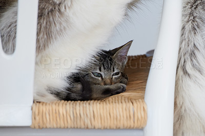 Buy stock photo Chair, kitten or tired cat in home with fatigue in lying down for nap feeling lazy, sleepy or curious. Relax, cute pet or exhausted furry domestic animal resting in lounge, living room or apartment