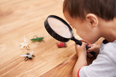 Buy stock photo Child, study and learning about insect with magnifying glass, investigation and science education. Kid, research and observe bugs in inspection check on table for biology, knowledge and development
