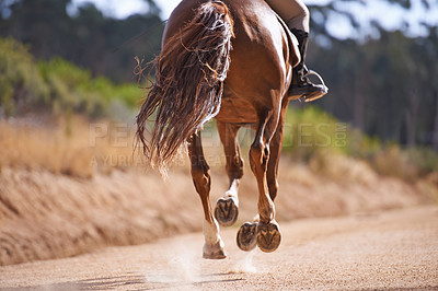 Buy stock photo Person, horse and running for horseback riding in texas, countryside and sport training. Farm, rural and nature in outdoor, adventure and animal livestock with jockey, pet care and dirt road
