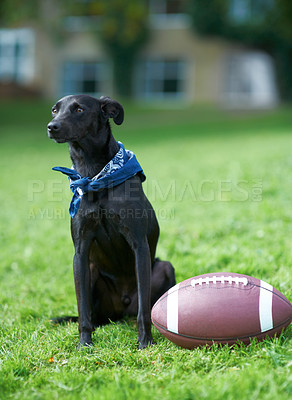 Buy stock photo Happy, dog and football in backyard garden to play, relax or sitting on grass outdoor in summer. Pet, animal and calm Labrador with ball on lawn to exercise in game of sport in park or field