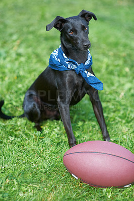 Buy stock photo A black canine sitting in a garden with a ball i nfront of him