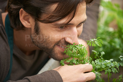Buy stock photo A handsome gardener smelling fresh herbs in a nursery