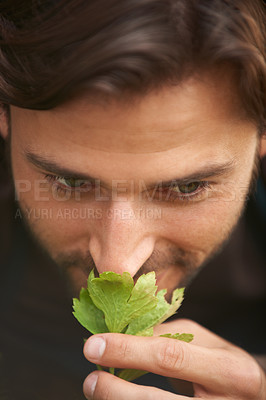 Buy stock photo Closeup, man and smelling leaf from garden for curiosity, quality check or fragrance for health. Male person, smile and herbs in nursery for wellness, calming or healing in spring with celery harvest