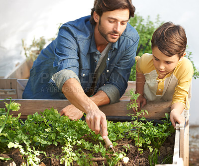 Buy stock photo Shot of a father and son tending to the plants in their herb garden