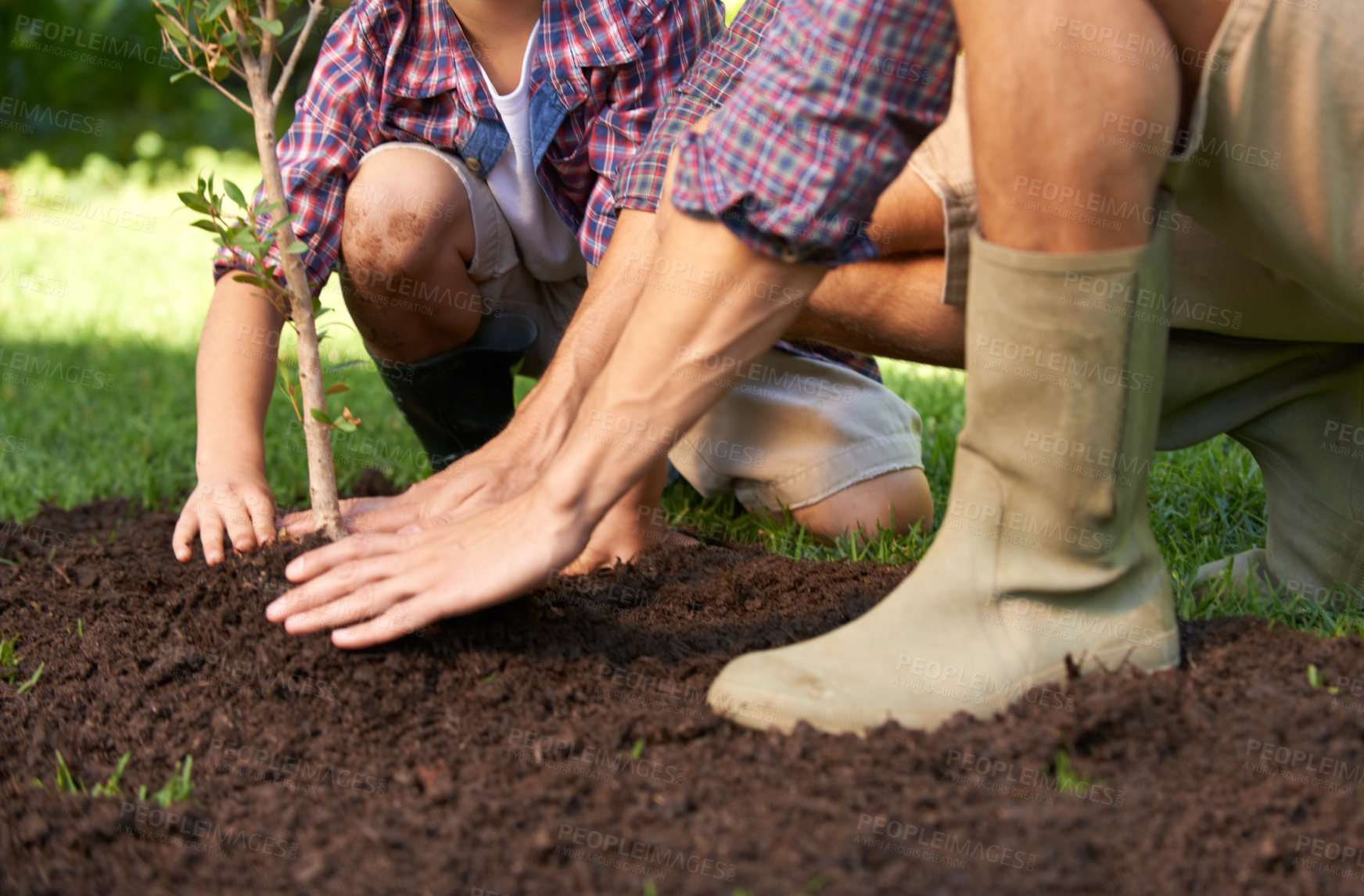 Buy stock photo Father, child and plant tree with support for gardening education and environmental ecology. Man, kid and learning natural agriculture with help from parent in backyard in summer for growth