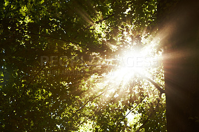 Buy stock photo Low angle, sunshine and trees in forest with landscape of nature, environment and fresh air. Lens flare, natural light with leaves or foliage, summer in the woods and green Earth with perspective