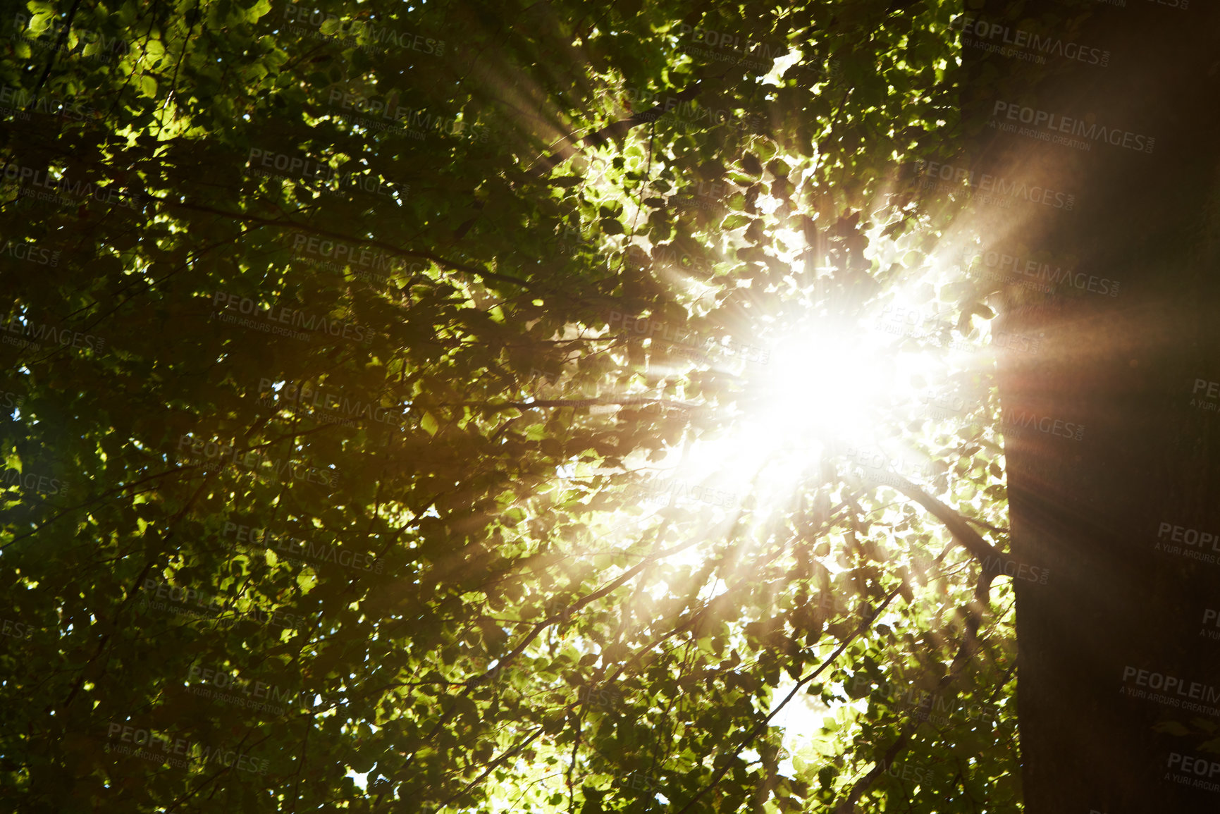 Buy stock photo Low angle, sunshine and trees in forest with landscape of nature, environment and fresh air. Lens flare, natural light with leaves or foliage, summer in the woods and green Earth with perspective