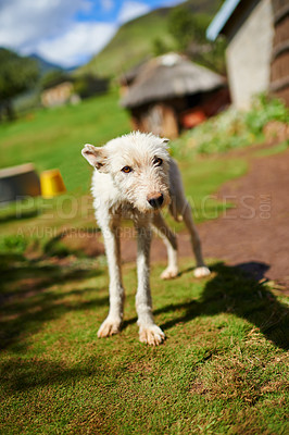 Buy stock photo Stray, dog and pet outdoor in countryside, village or nature and rescue from hunger in summer. Animal, shelter and abandoned canine in rural farm, community and puppy at charity for help and care