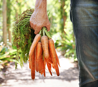 Buy stock photo Person, hand and carrots or garden vegetables or agriculture nutrition as harvest, growth or production. Fingers, beetroot and healthy with plants for environment or fresh food, eco or small business