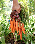 Carrots: Not just for donkeys