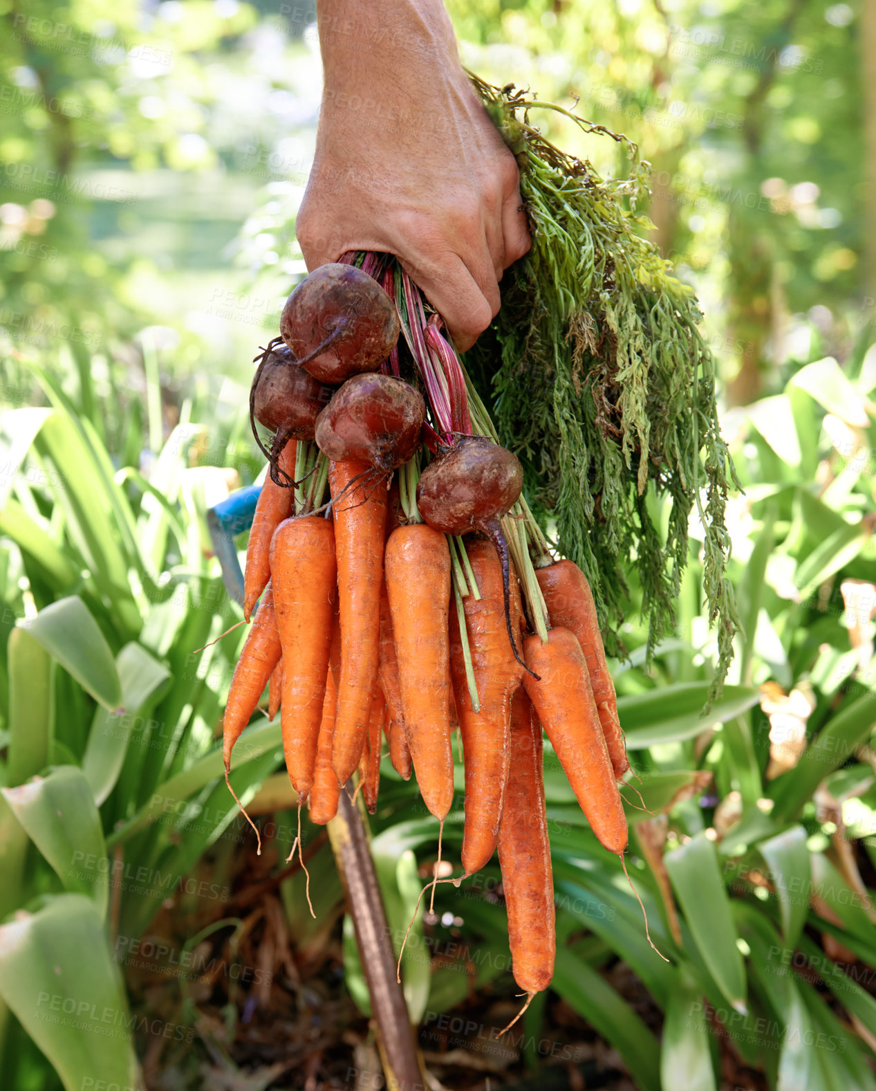 Buy stock photo Hand, carrots and farming vegetables for agriculture nutrition as harvest, growth or production. Person, beetroot and healthy with plants for gardening or fresh food, environmental or small business