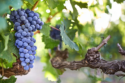 Buy stock photo Closeup image of grapes in a vineyard