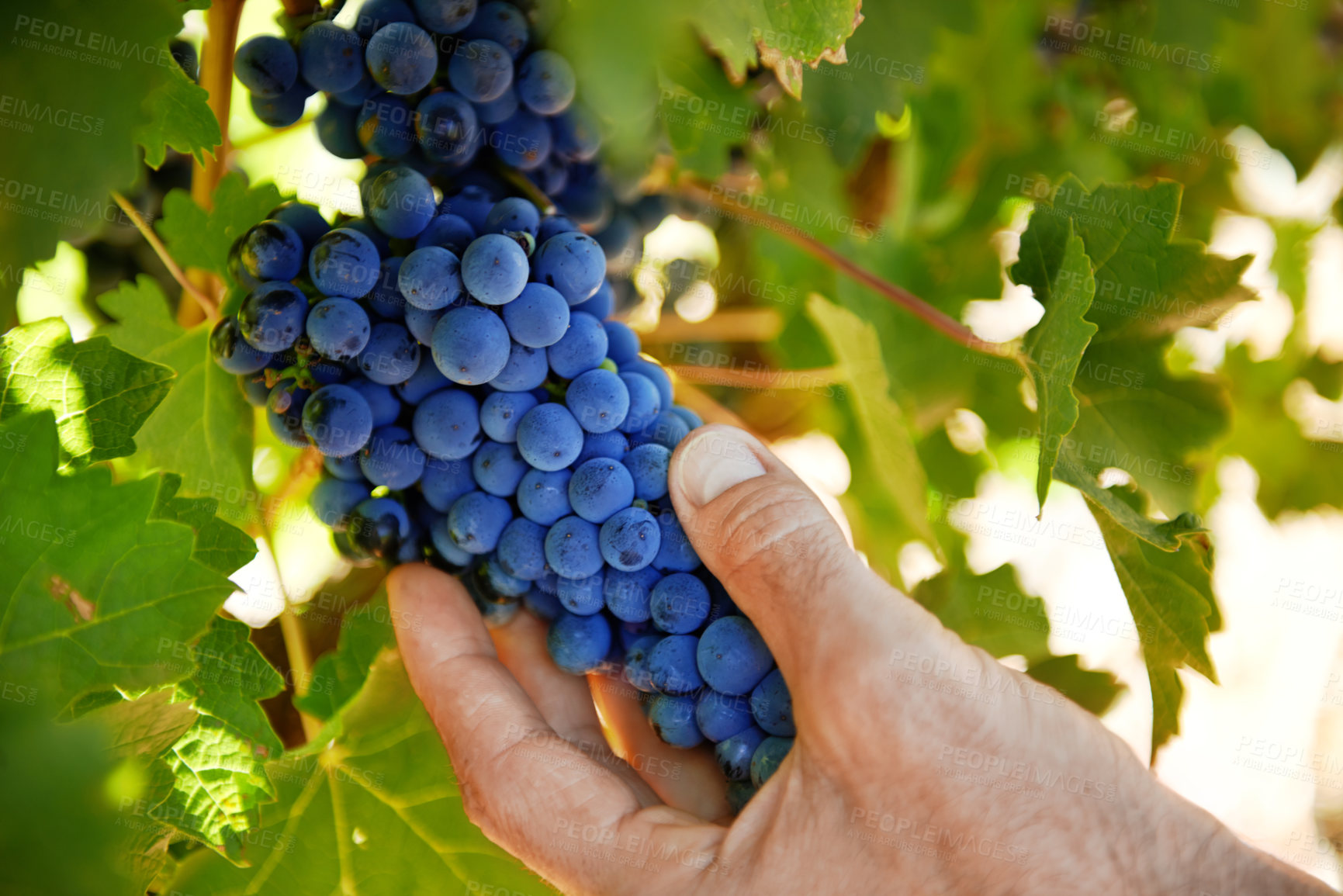 Buy stock photo Shot of a mature man inspecting grapes on a vine