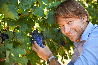 Buy stock photo Winemaker, man and portrait with grapes in vineyard for harvest season, growth and agriculture on farm. Wine making, entrepreneur and face for viticulture, produce and production of fruit in nature