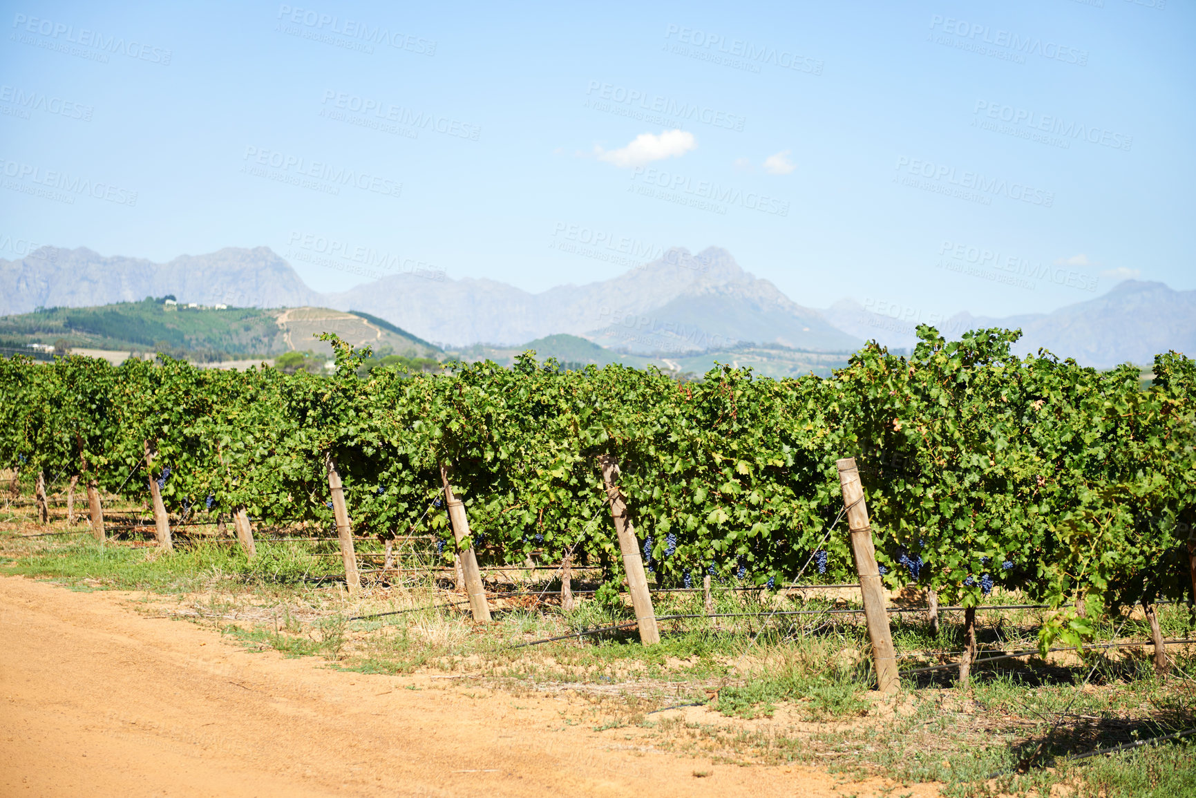 Buy stock photo Vineyard, farm and nature in outdoor with blue sky for winery, plantation and grapevine with mountain. Viticulture, agriculture and plants for manufacturing, processing and growing in countryside
