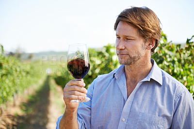 Buy stock photo Man, farmer and vineyard with glass of wine for quality control, agriculture and sustainable winery. Vintage, red drink and nature in New Zealand, grape fields and small business for organic alcohol