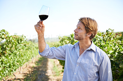 Buy stock photo Man, farmer and vineyard with glass of wine for quality control, agriculture and sustainable winery. Vintage, red drink and nature in New Zealand, grape fields and small business for organic alcohol