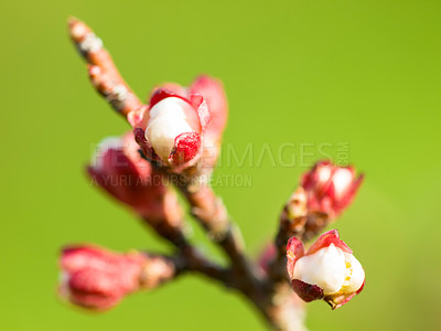 Buy stock photo Nature, plant and flowers against a green background during the growth, blooming and development stage. Beauty, zen and hope of a growing plum tree in a sustainable environment or garden in spring