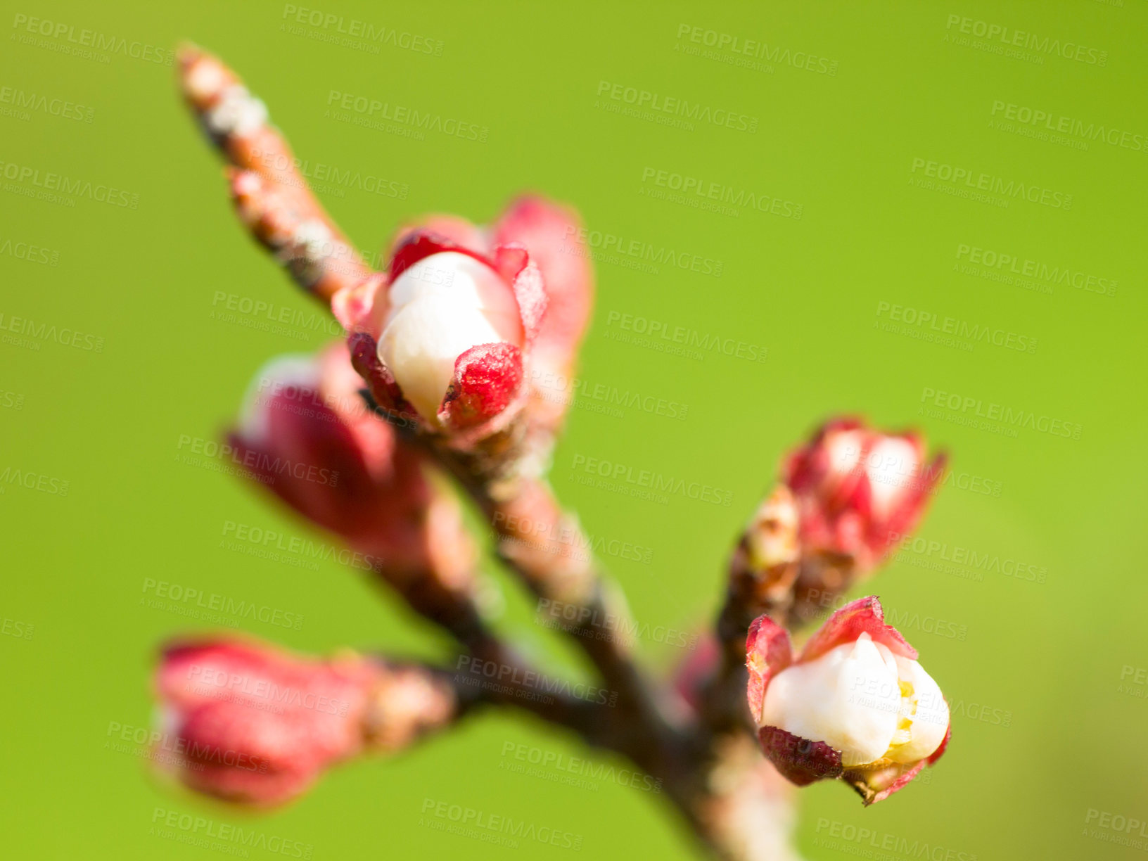 Buy stock photo Nature, plant and flowers against a green background during the growth, blooming and development stage. Beauty, zen and hope of a growing plum tree in a sustainable environment or garden in spring