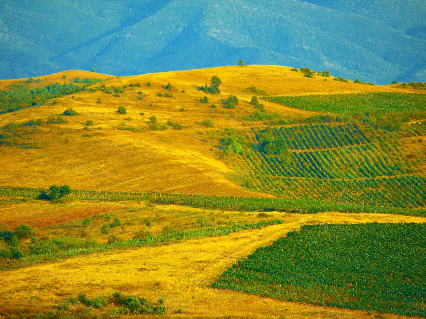 Buy stock photo Outdoor agriculture landscape, farm and mountains with plants, leaves and sustainability for ecology with crops. Sustainable farming, agro countryside and hill for eco friendly development in nature