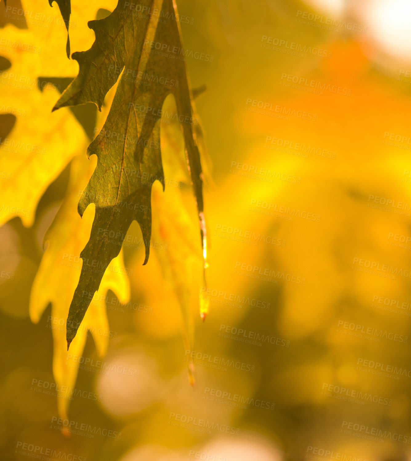 Buy stock photo Cropped shot of autumn leaves