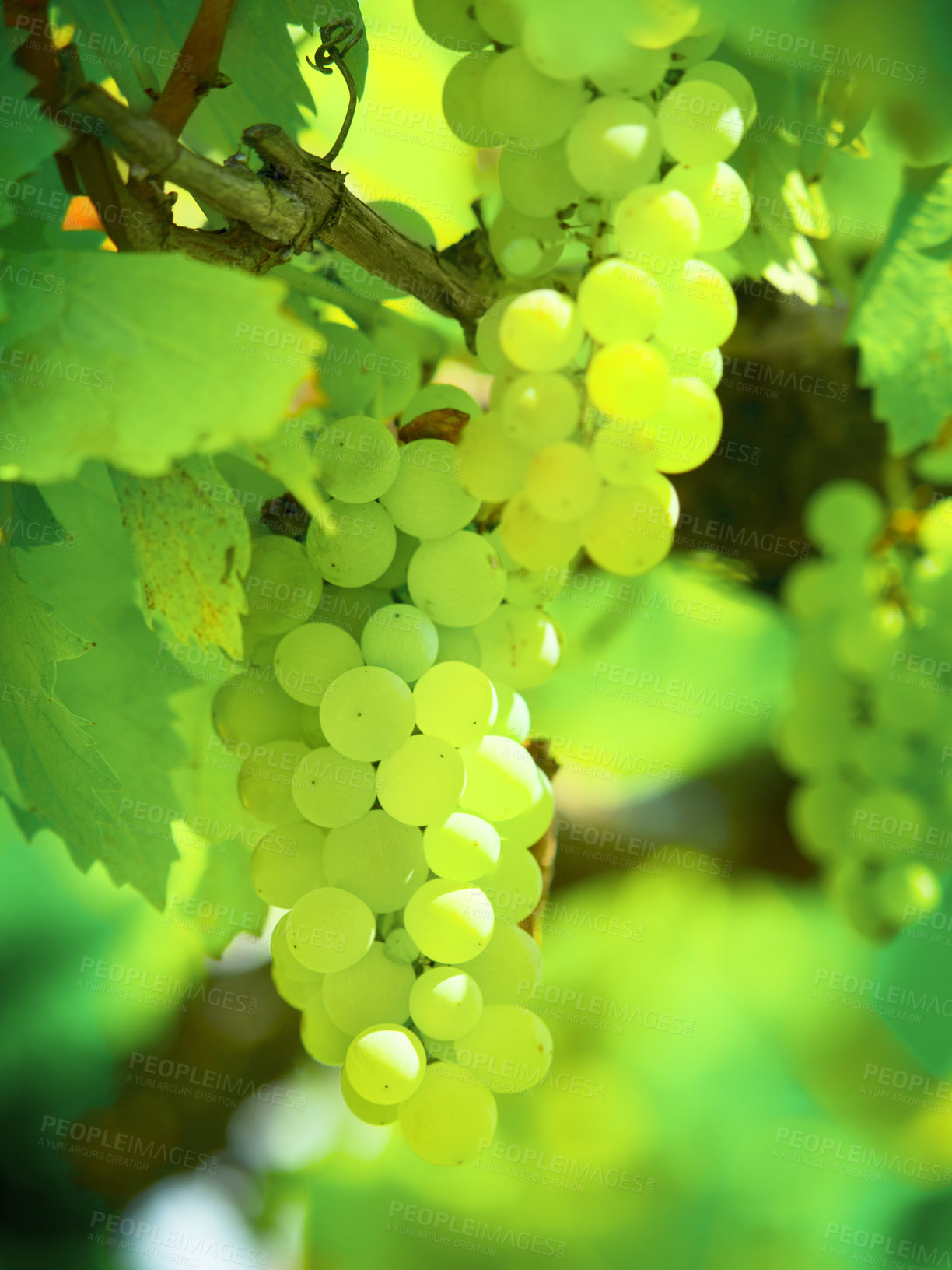 Buy stock photo Summer, plant and agriculture with grapes on vineyard for growth, sustainability and environment. Fruit, nature and ecology with winery in countryside field for farming, harvest and organic produce