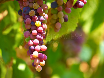 Buy stock photo Red grapes or fruit growth in a wine farm or vineyard during spring or summer in the countryside. Agriculture food or plant in nature environment with green leaf in a eco friendly farm on a winery