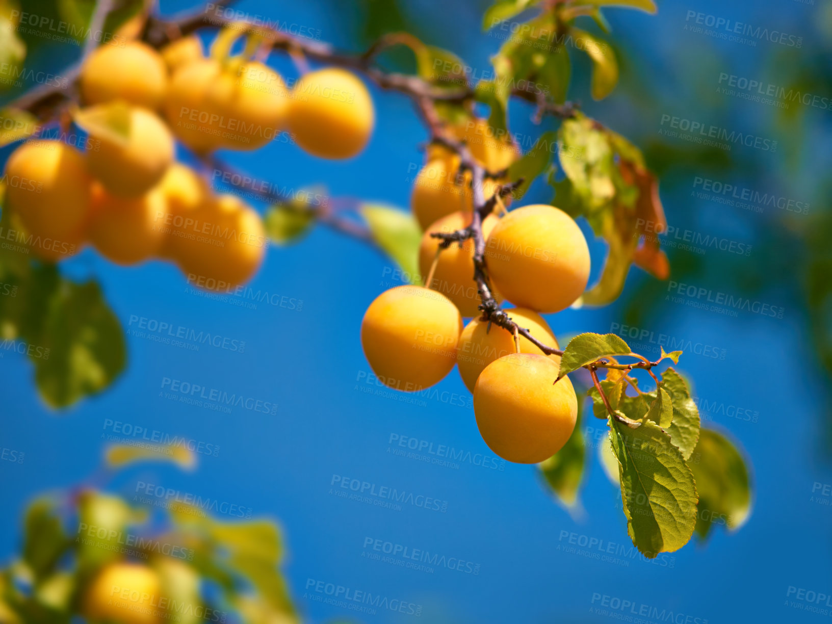 Buy stock photo Health, sustainability and nutrition yellow plums growing in nature on farm or orchard. Organic, tasty fruit on tree, natural and ready for picking and enjoyment. Flavor, healthy source of fiber 