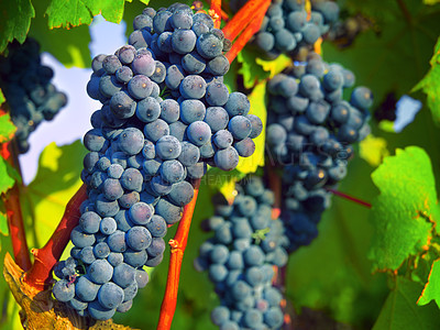 Buy stock photo Nature, plant and fruit with grapes on vineyard for growth, sustainability and environment. Agriculture, summer and ecology with winery in countryside field for farming, harvest and organic produce