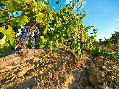 Buy stock photo Farm, vineyard and land with grapes, nature and growth for sustainability in France. Wine, vines and countryside agriculture for production of food, plants and eco friendly fruits on field in summer.