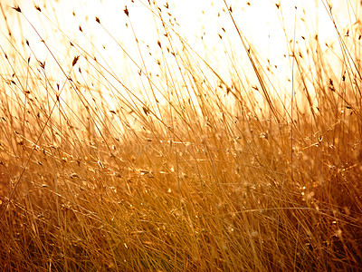 Buy stock photo Wheat field texture or grass and sunshine with retro color for nature or landscape background. Corn field textures and orange plant growth near the countryside with wind, sunrise or sunset