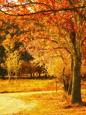 Buy stock photo Leaves, forest and road on natural background or path in the countryside. Nature, outdoor and grass or maple trees in sunny park on earth day or sustainable eco conservation for environment 