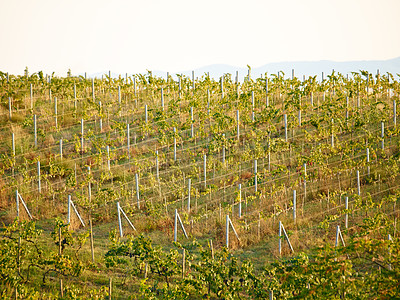 Buy stock photo Outdoor vineyard landscape, farm and agriculture with plants, leaves or sustainability in summer sunshine. Sustainable farming, agro countryside or environment with eco friendly development in nature