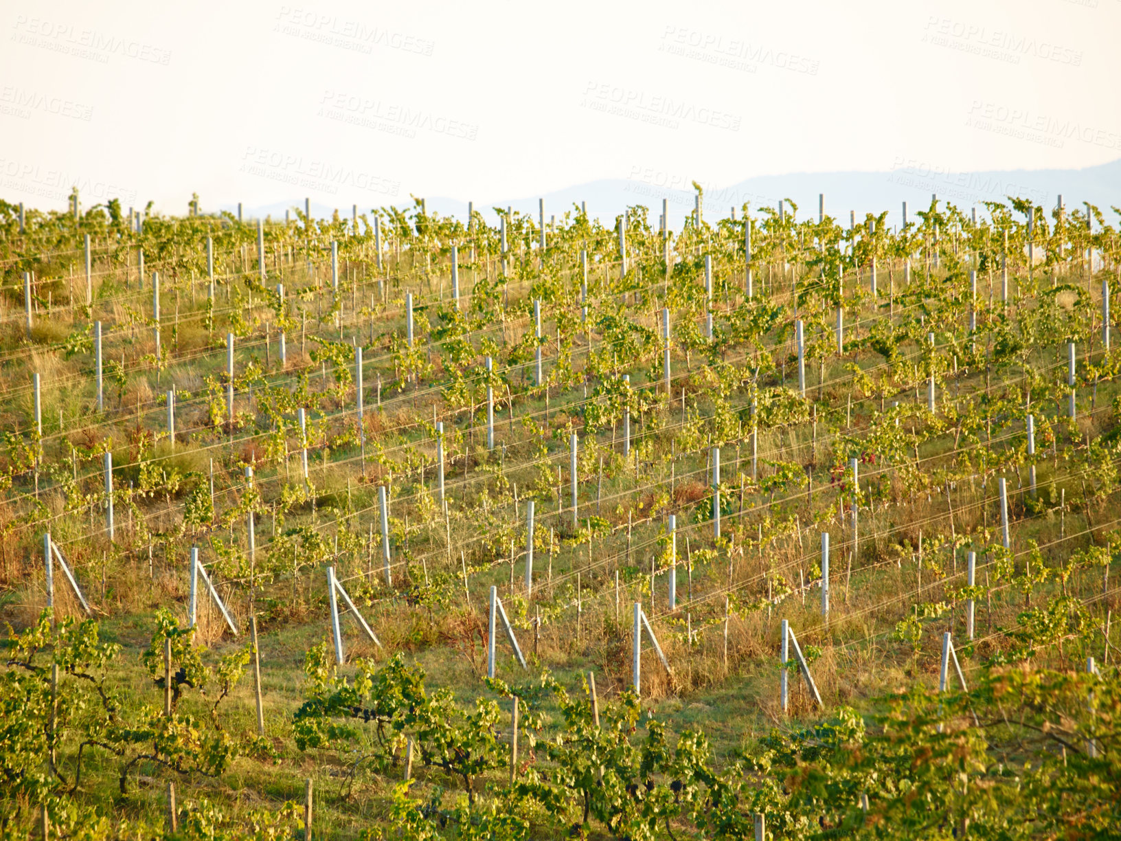 Buy stock photo Outdoor vineyard landscape, farm and agriculture with plants, leaves or sustainability in summer sunshine. Sustainable farming, agro countryside or environment with eco friendly development in nature