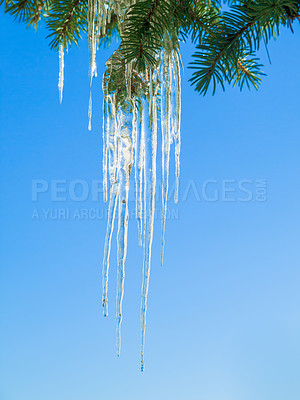 Buy stock photo Icicle, tree and leaves in winter nature with blue sky background and environment closeup. Garden, ice and leaf outdoor in forest, park or woods with snow on evergreen plants and natural detail