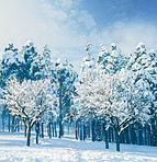 Trees in the winter