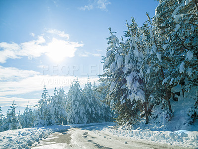 Buy stock photo Snow, forest and winter environment or mountain path in Canada for explore nature, cold weather or vacation. Woods, trees and frozen ice or outdoor road for holiday journey, blue sky or adventure