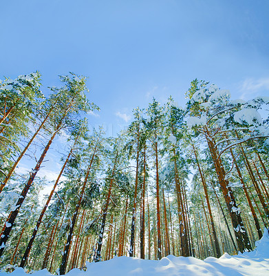 Buy stock photo Trees, environment and snow in winter as landscape in Canada or ski vacation in mountains or holiday, explore or adventure. Forest, outdoor and cold weather or ice nature for view, freezing or travel