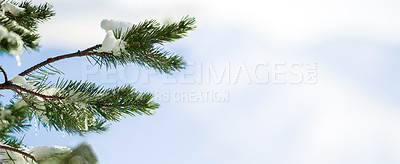 Buy stock photo Snow, tree and leaves closeup in winter nature with blue sky background and environment mock up. Garden, ice and leaf outdoor in forest, park or woods with evergreen plants and natural banner