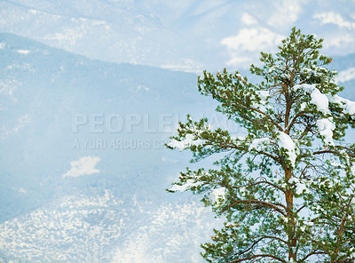 Buy stock photo Snow, trees and winter or mountain forest for trekking adventure in cold weather, environment or freezing. Woods, hill and Swiss Alps in nature landscape for outdoor exploring or ice, frost or travel