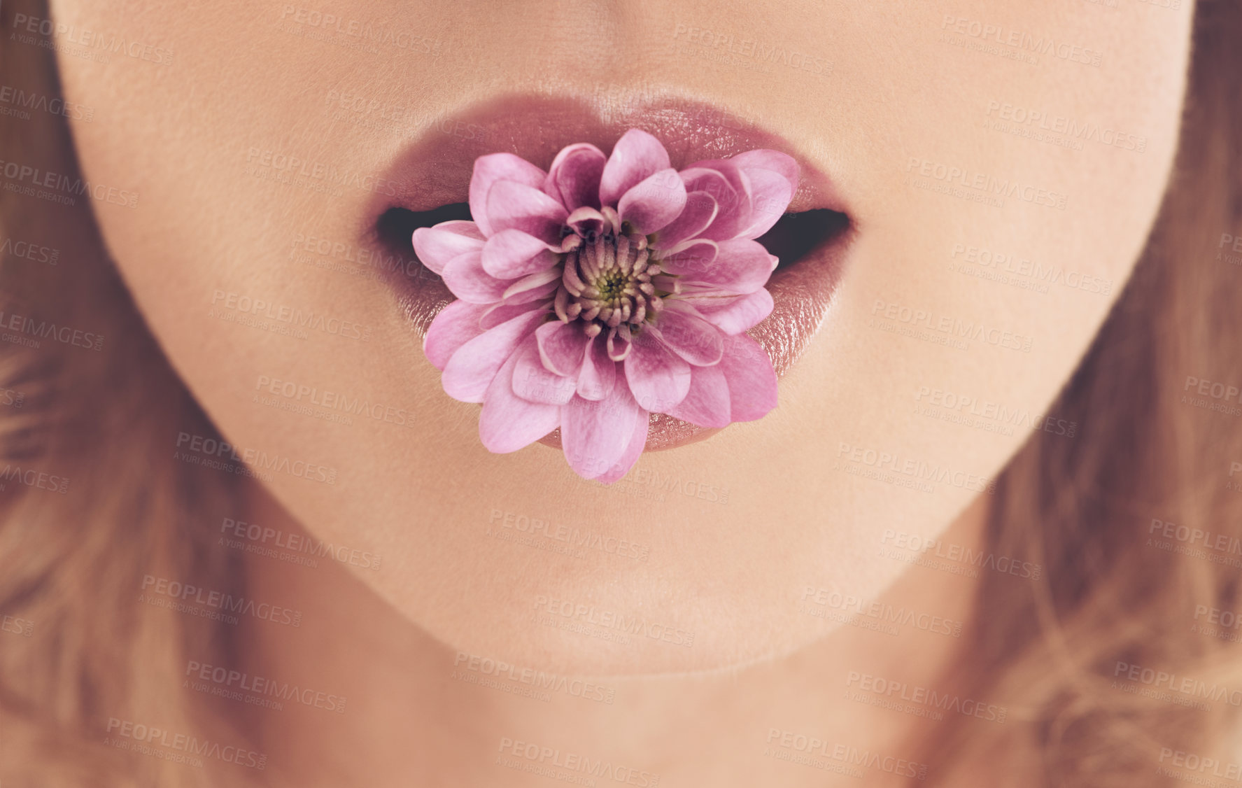 Buy stock photo Closeup shot of a woman with a flower in her mouth